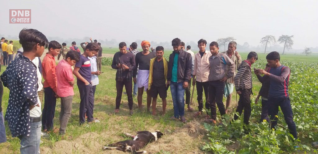 बेगूसराय के बछवाड़ा में पहुंची वन एवं पर्यावरण विभाग की टीम, आदमखोर 12 कुत्तों को मार गिराया 2