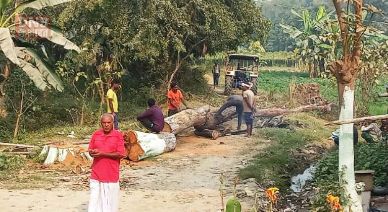 बछवाड़ा में पेड़ काटने के दौरान पेड़ के चपेट में आने से एक मजदूर गंभीर रुप से घायल, स्थिति नाजुक 3