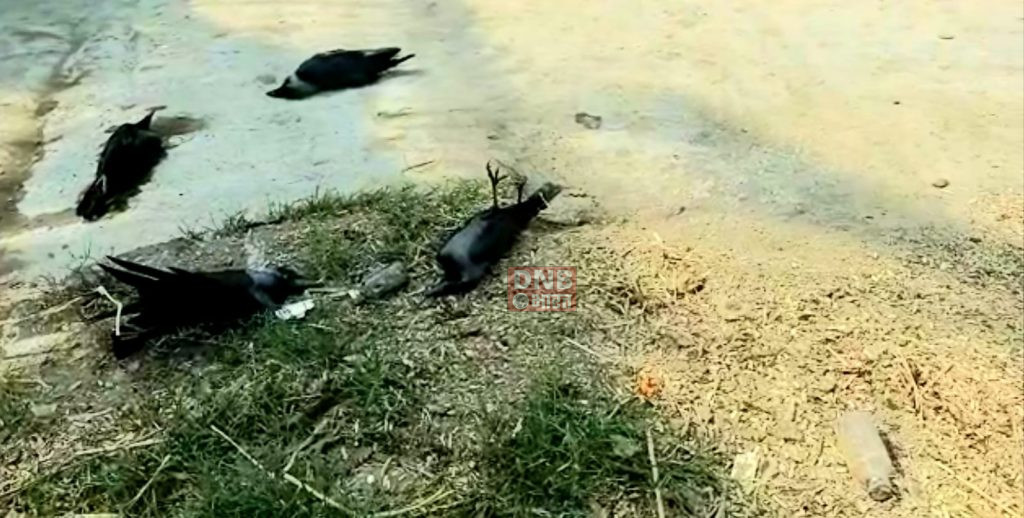 नालंदा जिले में अचानक कौआ की मौत से ग्रामीणों में मचा हड़कंप,लोगो को बर्ड फ्लू की शंका 3