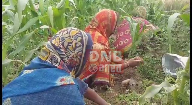 आलू की अच्छी पैदावार के बावजूद किसान परेशान, नहीं मिल रहा है वाजिब दाम 2