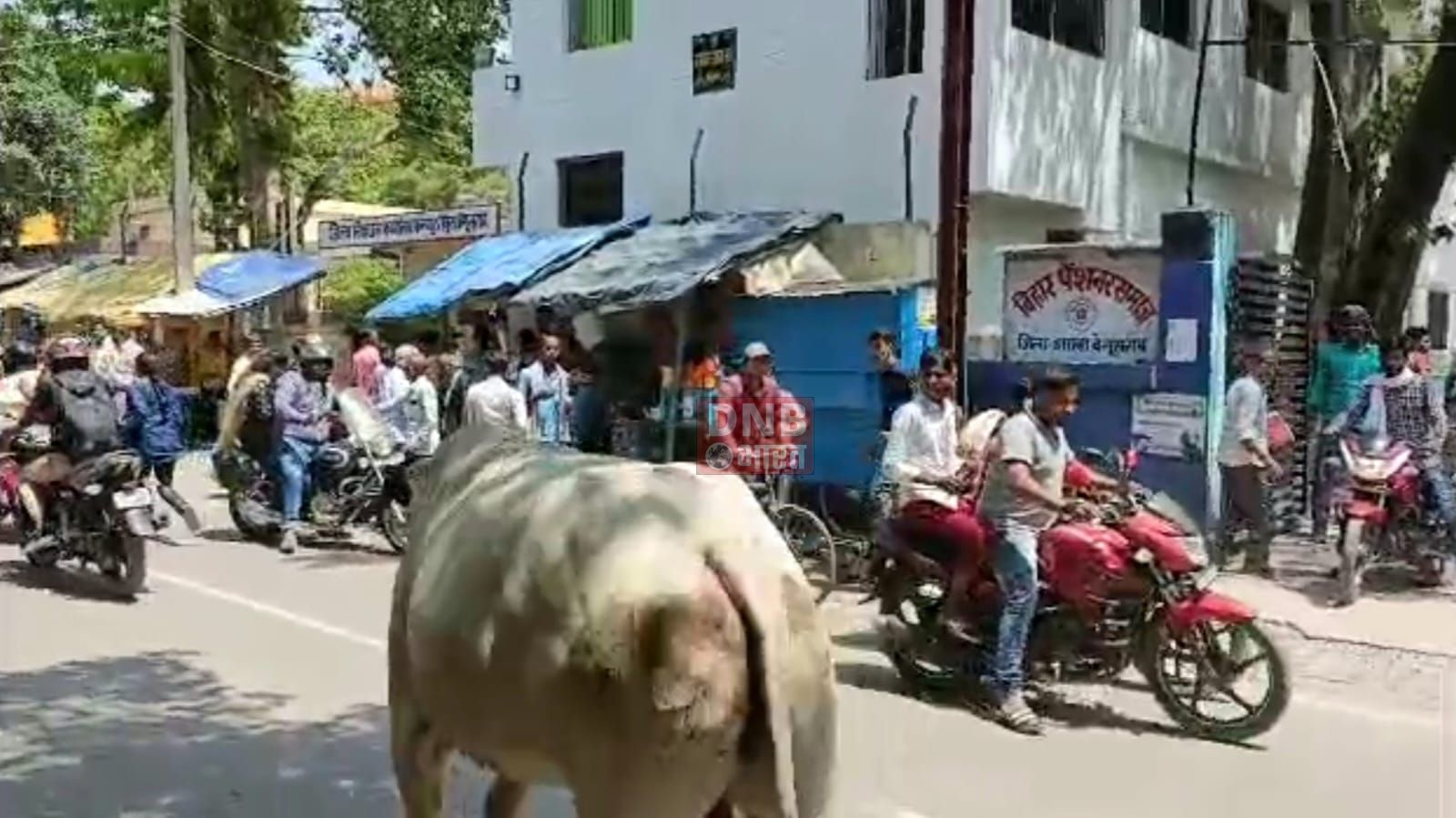 बेगूसराय शहर में आवारा पशुओं का आतंक,लोग परेशान 2