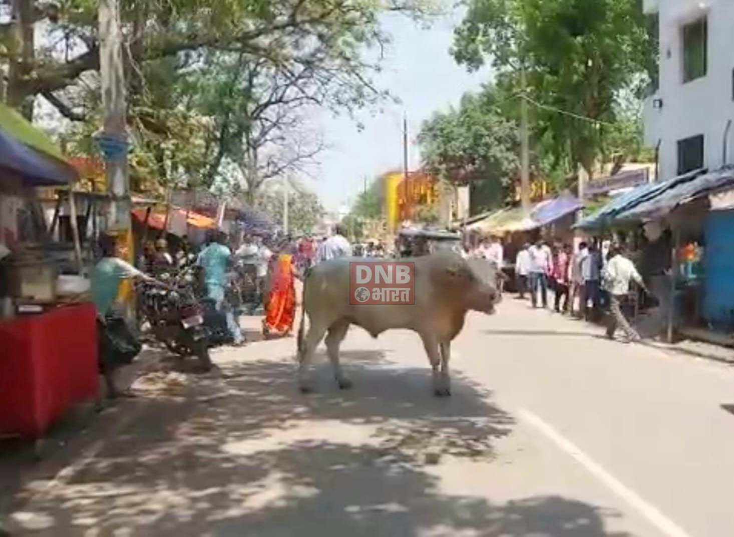 बेगूसराय शहर में आवारा पशुओं का आतंक,लोग परेशान 3