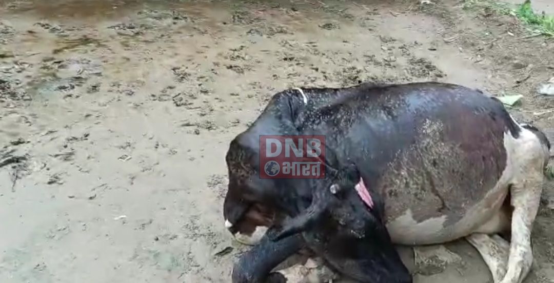 04 मवेशी की गर्भावस्था में मौत, पशुपालक को लाखों का नुकसान, सूचना के बाद भी नहीं पहुंची तेघड़ा प्रखंड पशु चिकित्सक की टीम 4