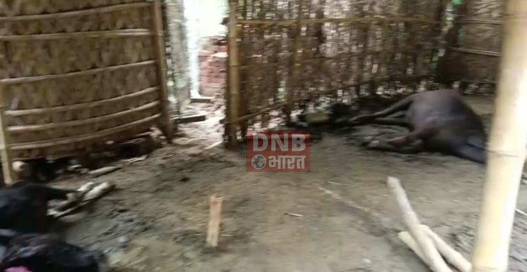 04 मवेशी की गर्भावस्था में मौत, पशुपालक को लाखों का नुकसान, सूचना के बाद भी नहीं पहुंची तेघड़ा प्रखंड पशु चिकित्सक की टीम 2
