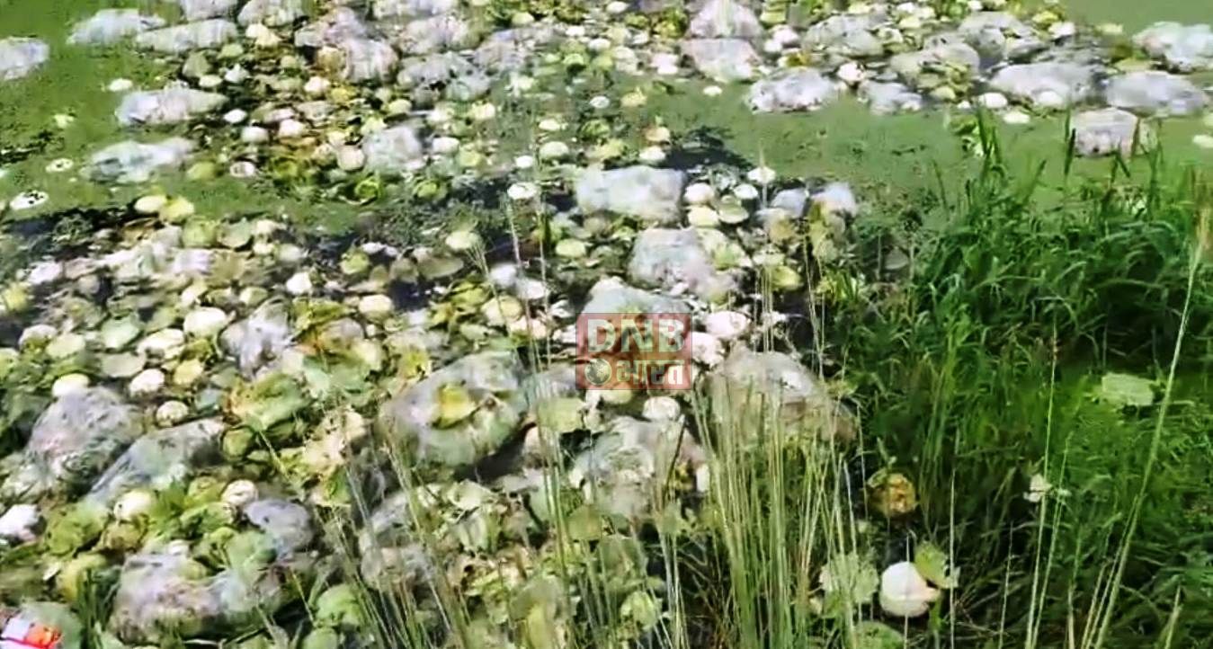 नालंदा: तस्करो के द्वारा झाड़ियां के अंदर छिपाए गए शराब की बोतलों पर ग्रामीणों ने किया हाथ साफ,शराब लूटने की ग्रामीणों में लगी होड़ 2