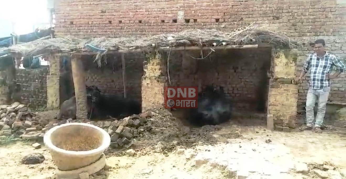 नालंदा :- जंगली जानवरों ने हमला कर गाय के बछड़े को मार डाला,किसान समेत अन्य लोगों में दहशत का माहौल 2