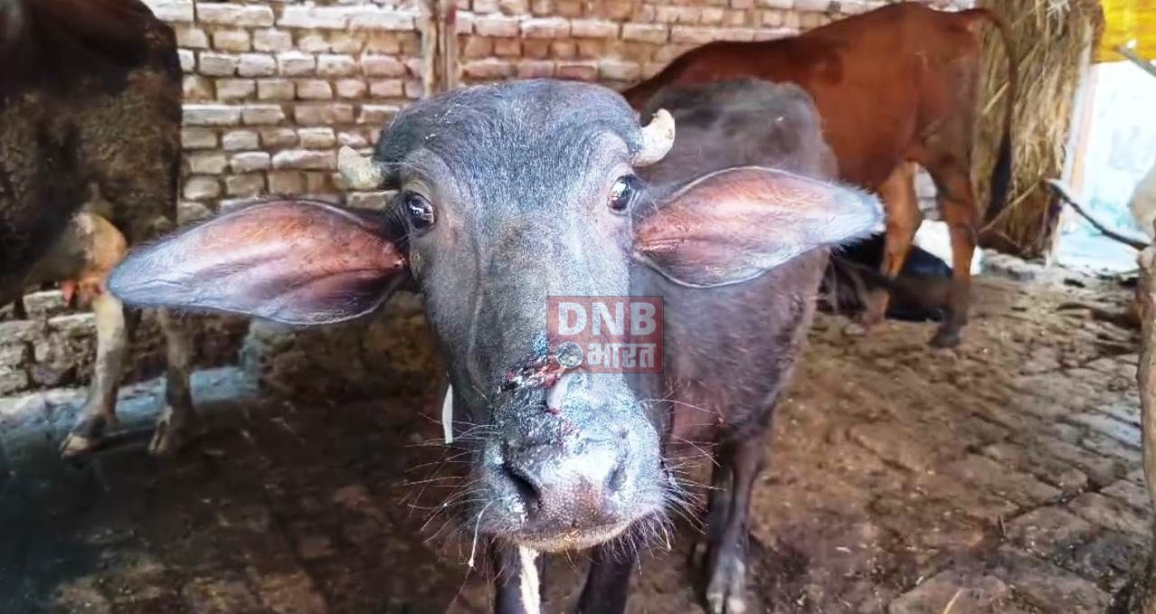 नालंदा:जंगली जानवरों के झुंड ने गांव में मचाया आतंक,दस मवेशियों और तीन महिलाओं को काटकर किया गंभीर रूप से जख्मी,गांव में दहशत का माहौल 3