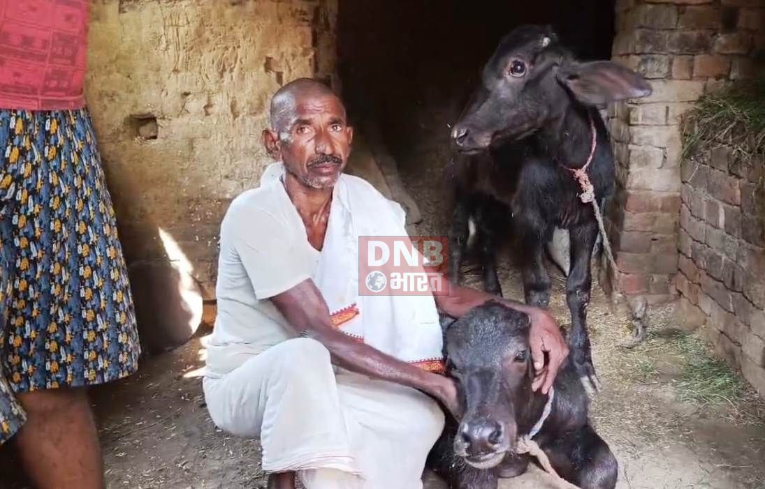 नालंदा:जंगली जानवरों के झुंड ने गांव में मचाया आतंक,दस मवेशियों और तीन महिलाओं को काटकर किया गंभीर रूप से जख्मी,गांव में दहशत का माहौल 2
