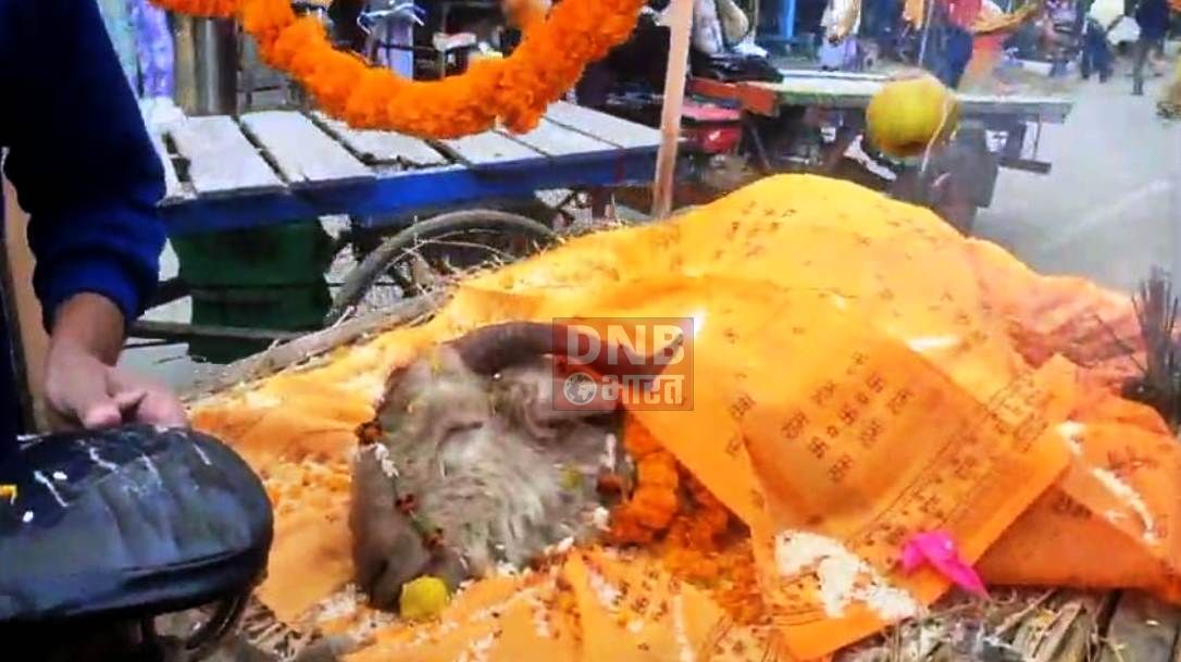 बकरे की मौत के बाद सदमे में डूबा परिवार, हिन्दू रीति-रिवाज के साथ निकाली गई शवयात्रा 3