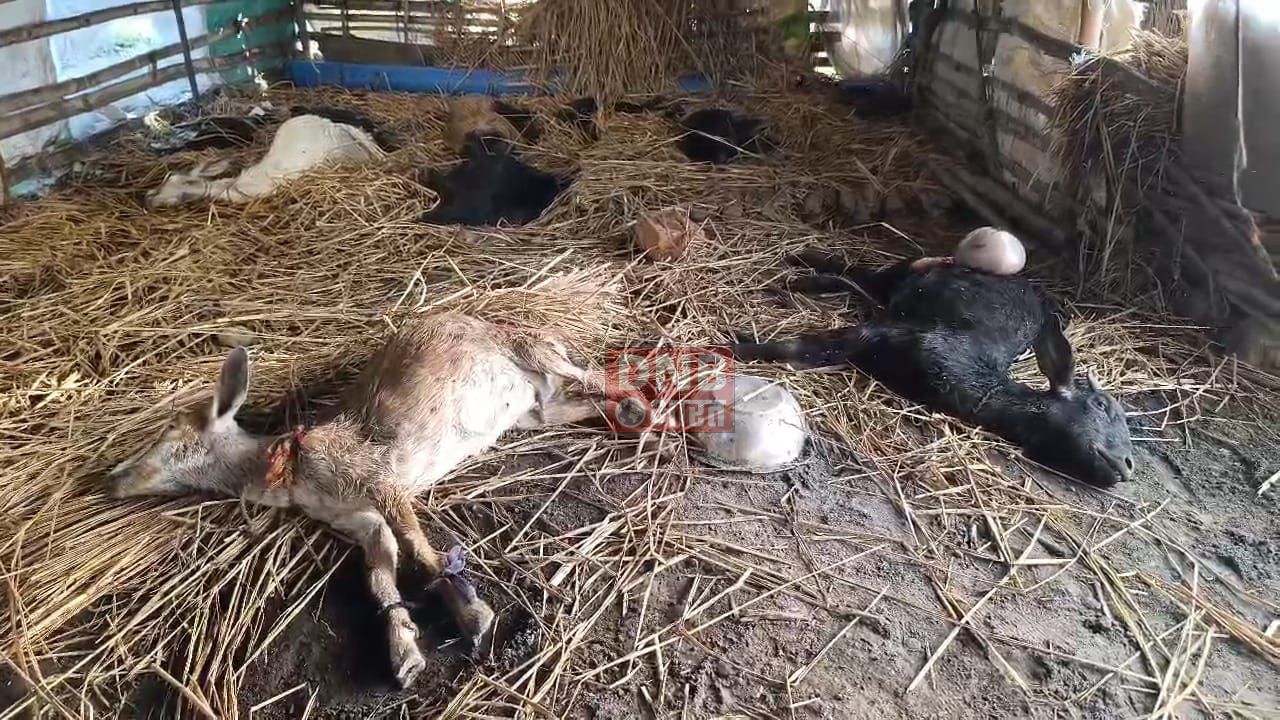 नालंदा: दर्जन की संख्या में जंगली जानवर ने गांव में मचाया उत्पात।चालीस बकरी को उतारा मौत के घाट, बकरी पालकों ने सरकार से लगाई मदद की गुहार 2