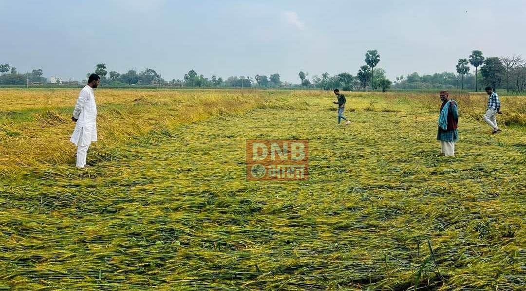 बेमौसम बारिश ने बढ़ाई किसानो की परेशानी, बारिश ने गेंहू के लहलहाते फसल को किया बर्बाद 2
