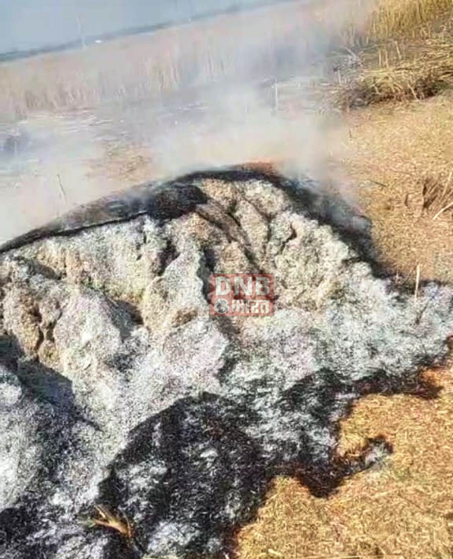 बरौनी में फसल अवशेष जलाने के दौरान लगी भीषण आग, पुलिस एवं फायर ब्रिगेड स्टेशन के तत्परता से जलने से बची 500 एकड़ भूमि में लगी फ़सल 4