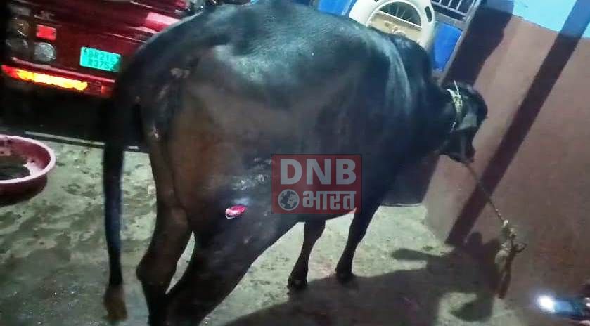 नालंदा: तुंगी होल्ट के समीप चली 10 राउड गोली, एक जानवर को लगी गोली, मौके से पुलिस ने दो खोखा किया बरामद, एक व्याक्ति को लिया हिरासत मे 3