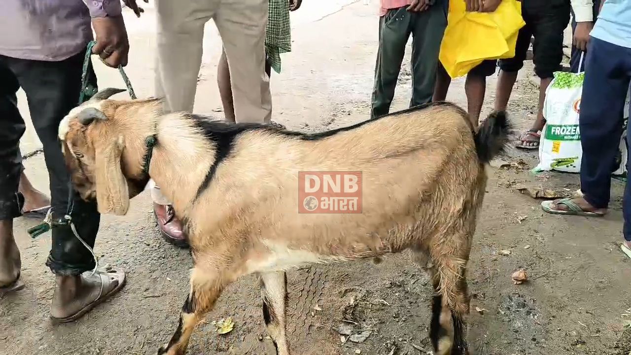 कैमूर: सड़क दुर्घटना में सफारी वाहन से एक दर्जन बकरा बरामद, चालक सहित सभी फरार, गाडी पर लगा है भाजपा का झंडा 3