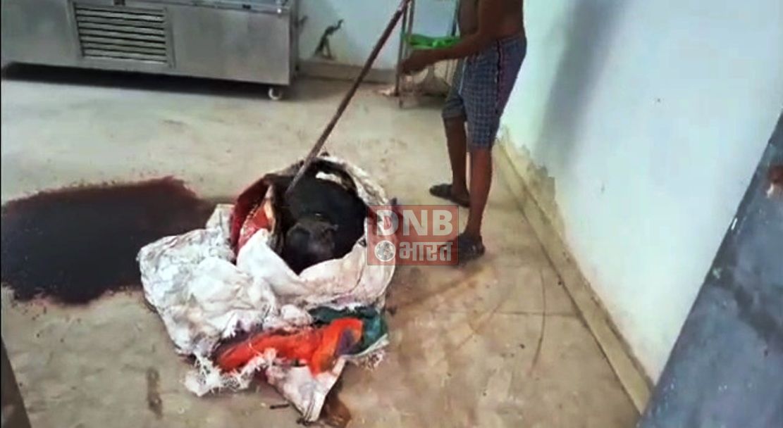 बेगूसराय पुलिस की कार्यशैली पर उठने लगे सवाल, अनुसंधान के बिना ही आदमी के शव की जगह सुअर के शव को भेजा पोस्टमार्टम करने सदर अस्पताल 3