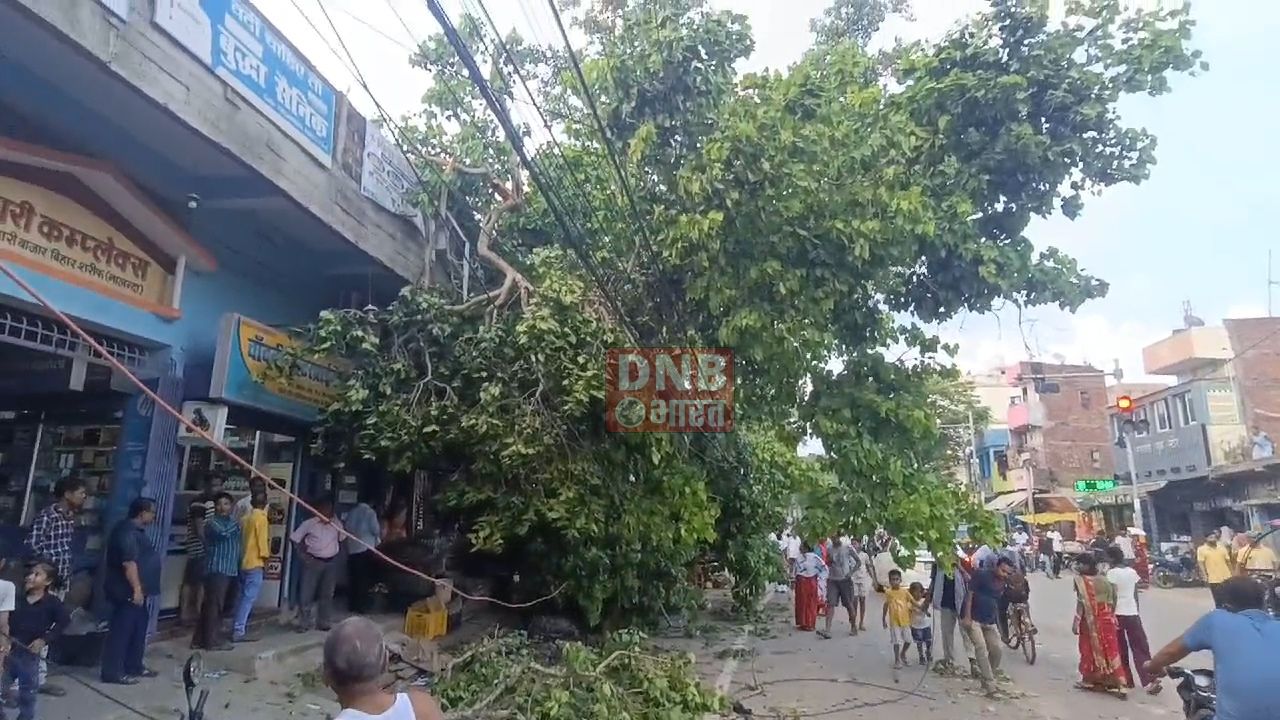 नालंदा : कई दशक पुराना विशाल पीपल का पेड़ अचानक टूटकर बिजली के तार पर गिरा, बाल बाल बचे कई लोग 3