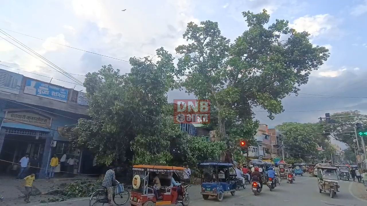 नालंदा : कई दशक पुराना विशाल पीपल का पेड़ अचानक टूटकर बिजली के तार पर गिरा, बाल बाल बचे कई लोग 2