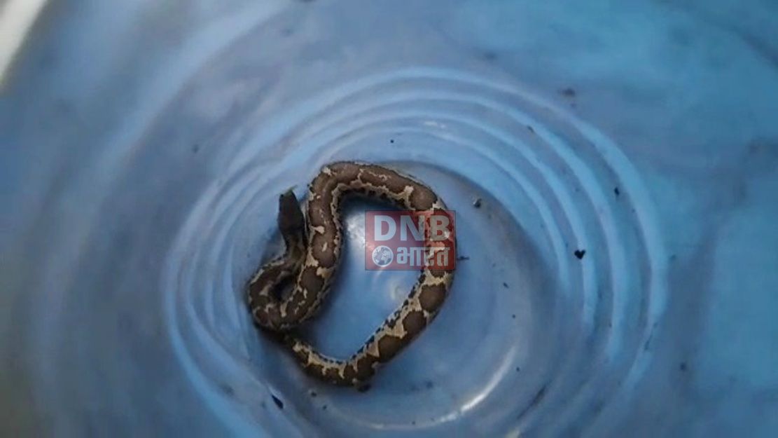 बेगूसराय में एक महिला को जहरीले सांप ने काट लिया, महिला के परिजनों ने सांप को डब्बा में बंदकर ईलाज के लिए पहुँच गए सदर अस्पताल 2
