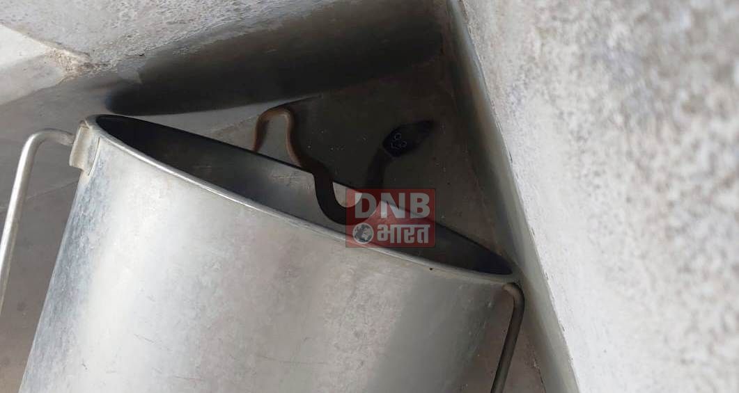 बेगूसराय के एक सरकारी स्कूल में घूसा सांप, छात्रों में मचा अफरा तफरी 3