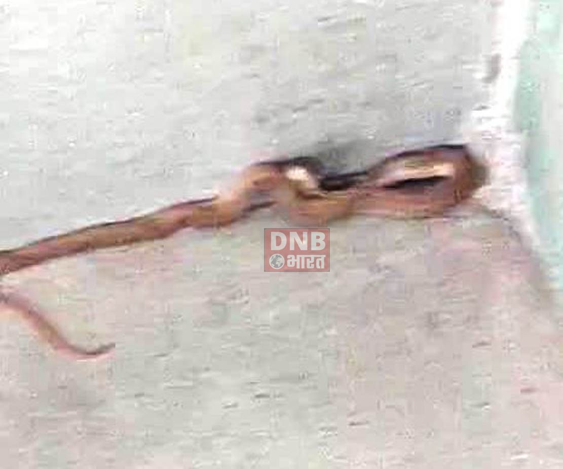 बेगूसराय के एक सरकारी स्कूल में घूसा सांप, छात्रों में मचा अफरा तफरी 2