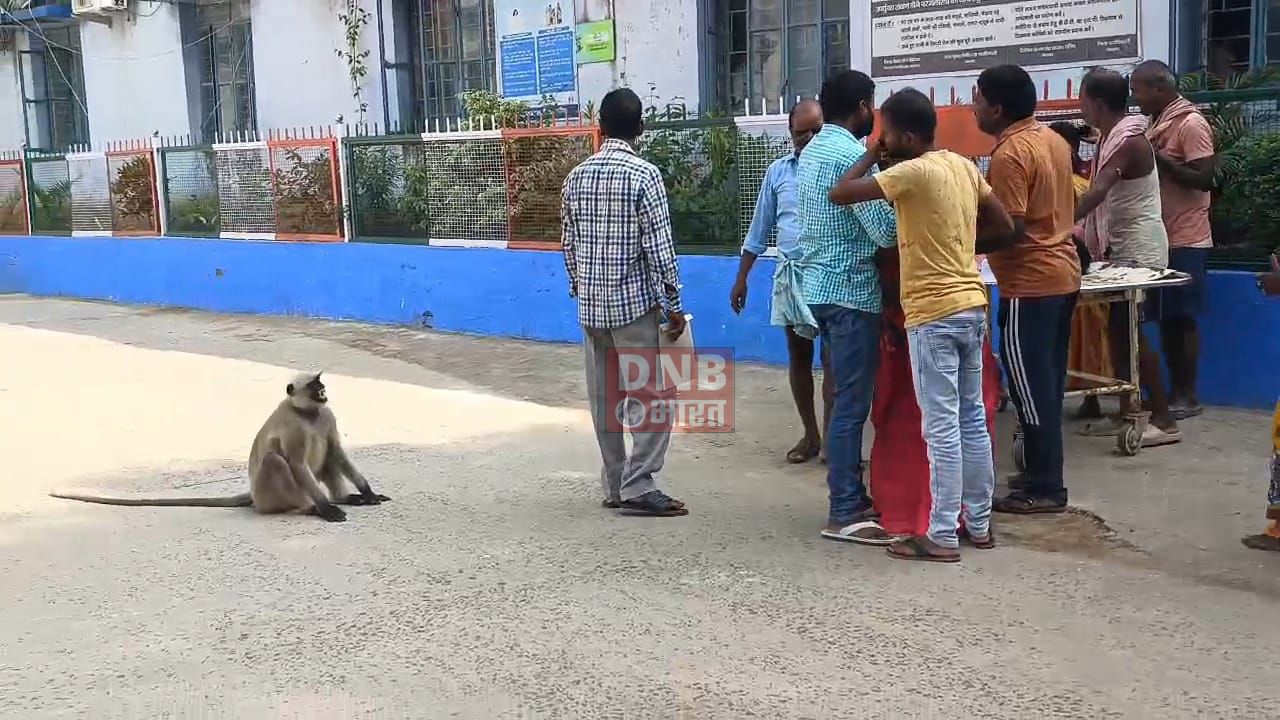 बिहार शरीफ सदर अस्पताल में बंदर का आतंक, सदर अस्पताल में तीन लोगो को काटने का किया प्रयास 3