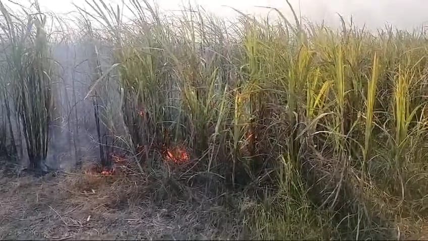 बेगूसराय में अचानक गन्ने की खेत में लगी भीषण आग, आग लगने से तकरीबन दो बीघा गन्ने की फसल जलकर हुआ राख   3