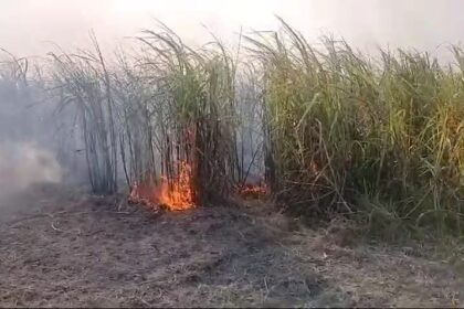 बेगूसराय में अचानक गन्ने की खेत में लगी भीषण आग, आग लगने से तकरीबन दो बीघा गन्ने की फसल जलकर हुआ राख   6