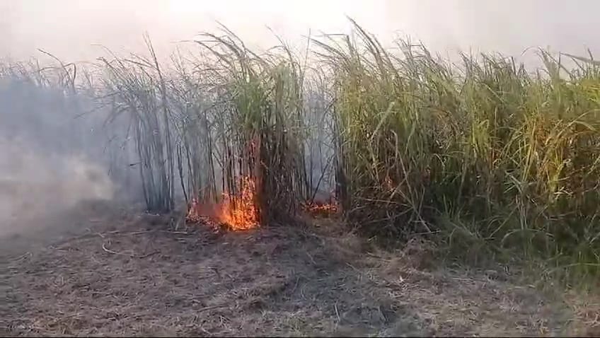 बेगूसराय में अचानक गन्ने की खेत में लगी भीषण आग, आग लगने से तकरीबन दो बीघा गन्ने की फसल जलकर हुआ राख   1