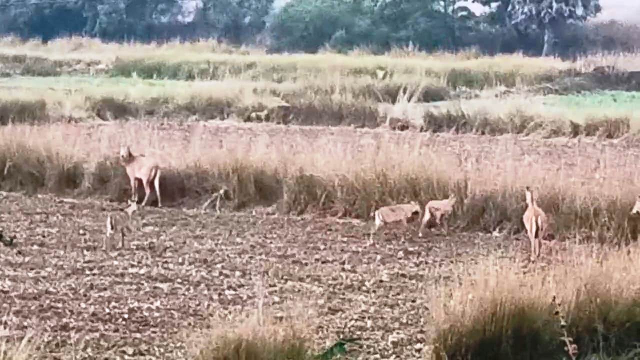 बिहारशरीफ विधानसभा को मिला सांसद का सौगात, जेडीयू सांसद कौशलेंद्र के पहल पर तीन पावर सब स्टेशन की मिली मंजूरी 2