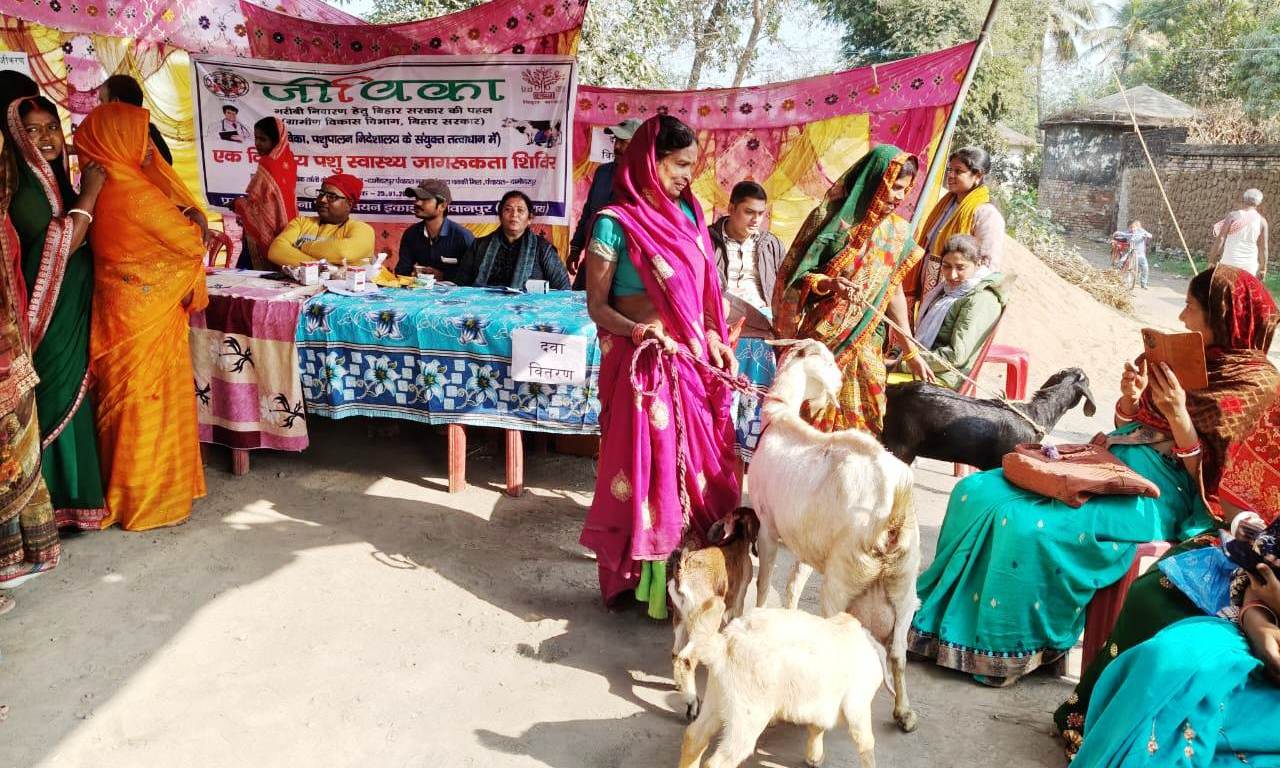 जीविका के द्वारा लगाया गया पशु स्वास्थ्य जागरूकता शिविर, किया गया पशु की स्वास्थ्य जांच 2