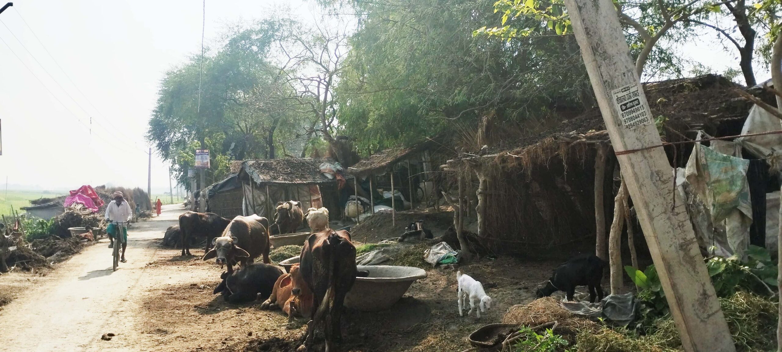 बेगूसराय के बछवाड़ा में बांध को खाली करने का मिला आदेश बसे लोगों में बसेरा उजड़ने का खतरा 2