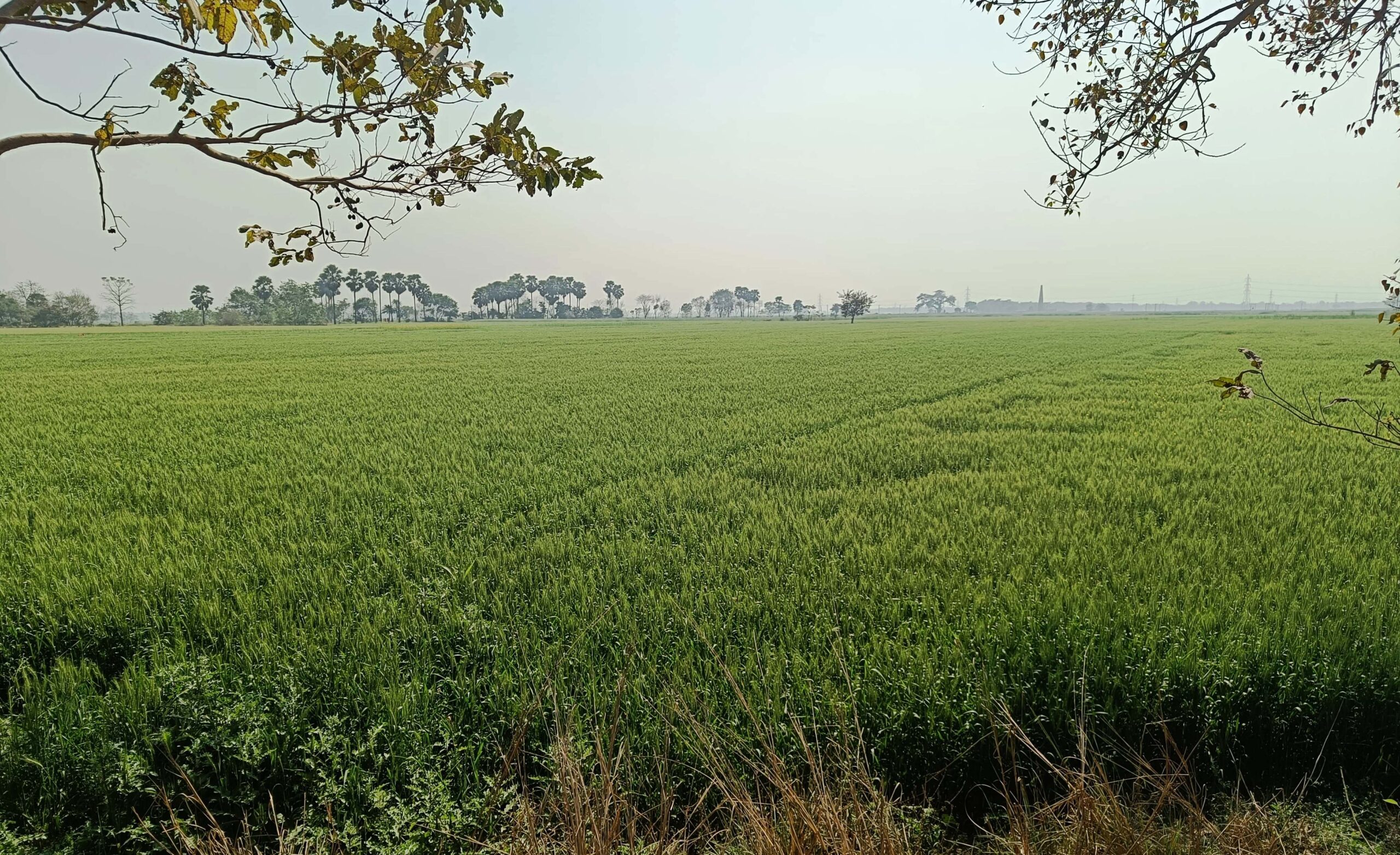 लगातार पछुआ हवा चलने से गेहूं फ़सल के प्रभावित होने की संभावना 3