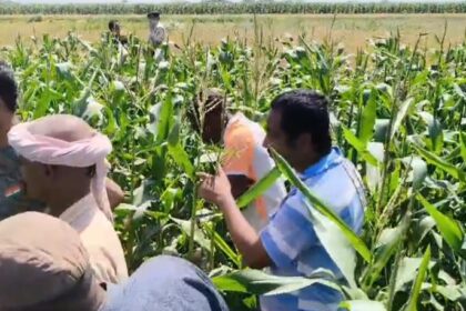 बेगूसराय में एक युवक को पीट पीटकर निर्मम तरीके से किया हत्या, शव को एक मकई के खेत के गड्ढे में दफनाया  15