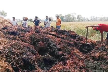 नालंदा: खलिहान में रखे मसूर के ढांगा में असामाजिक तत्वों ने लगाया आग,  कुल 22 बीघा के मसूर के ढांगा जल कर हुआ राख, हजारों रुपए का हुआ नुकसान 19