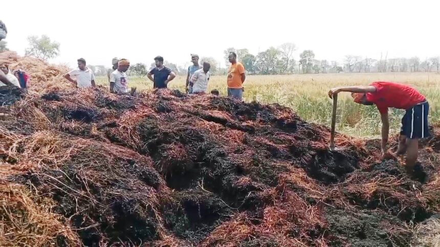 नालंदा: खलिहान में रखे मसूर के ढांगा में असामाजिक तत्वों ने लगाया आग,  कुल 22 बीघा के मसूर के ढांगा जल कर हुआ राख, हजारों रुपए का हुआ नुकसान 1