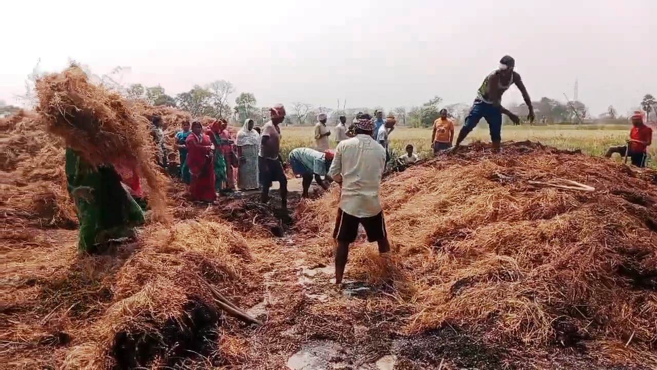 नालंदा: खलिहान में रखे मसूर के ढांगा में असामाजिक तत्वों ने लगाया आग,  कुल 22 बीघा के मसूर के ढांगा जल कर हुआ राख, हजारों रुपए का हुआ नुकसान 3