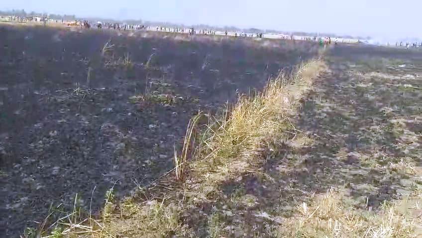बेगूसराय में आग लगने से 30 बीघा से अधिक गेहूं की फसल जलकर हुई राख,किसानों के अरमानों पर पानी फिर गया 3