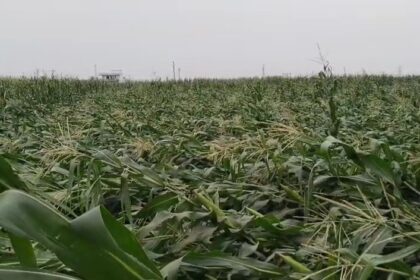 आंधी-तूफान ने मचायी तबाही, सैकड़ो एकड़ में लगी फसल बर्बाद 23