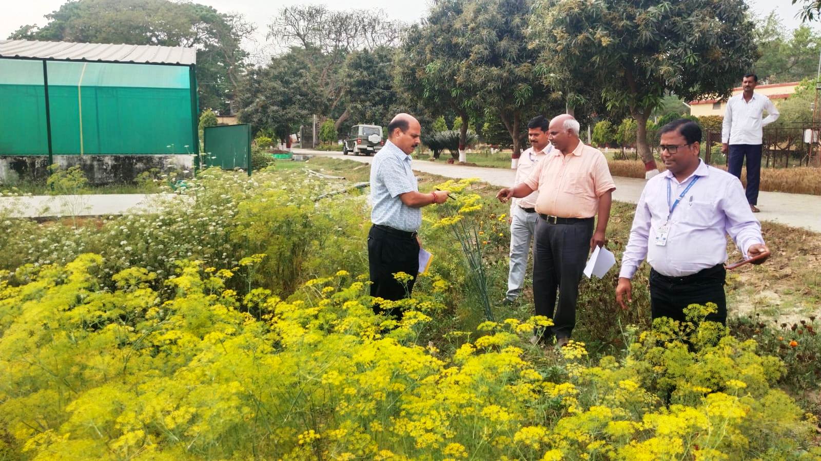 पूसा के निदेशक ने किया बीज उत्पादन प्रक्षेत्र का निरीक्षण 5