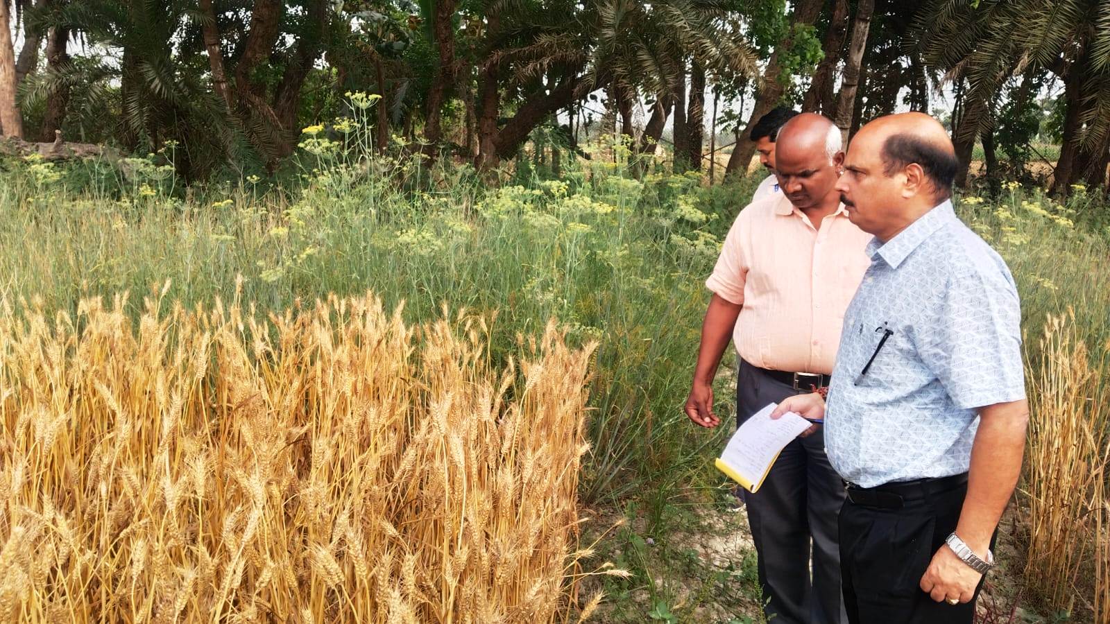 पूसा के निदेशक ने किया बीज उत्पादन प्रक्षेत्र का निरीक्षण 3