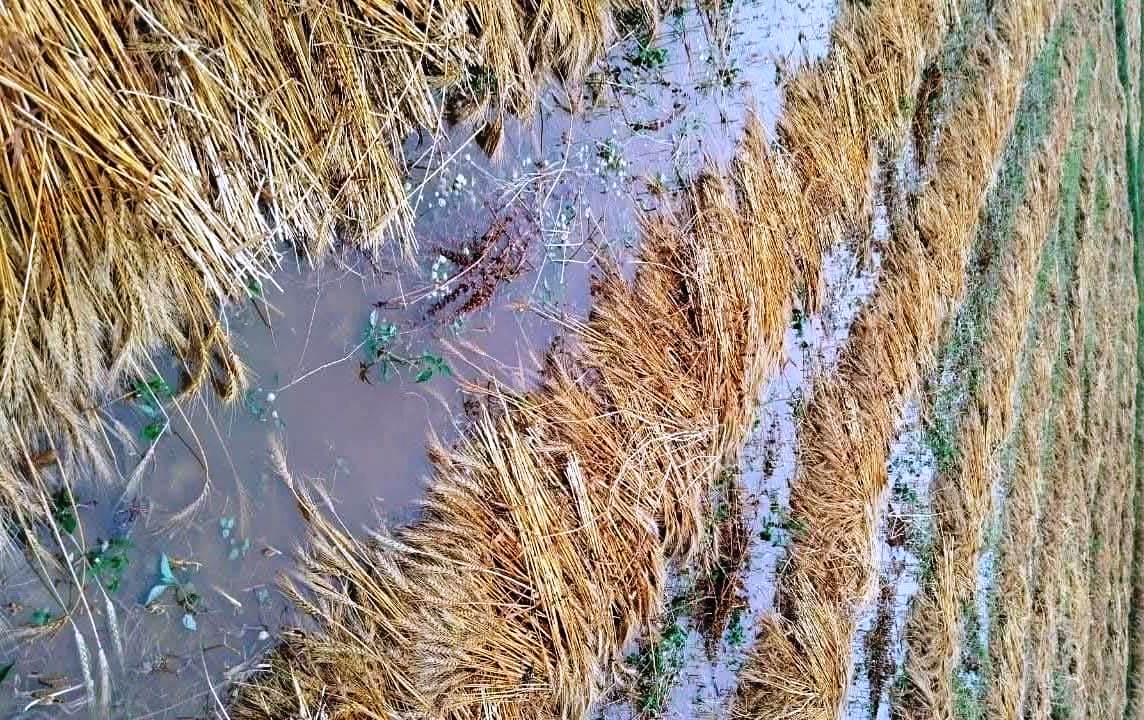 कुदरत ने किसानों के मनसूबे पर ढाया कहर,बारिश से गेहूं की फसल हुआ बर्बाद 2