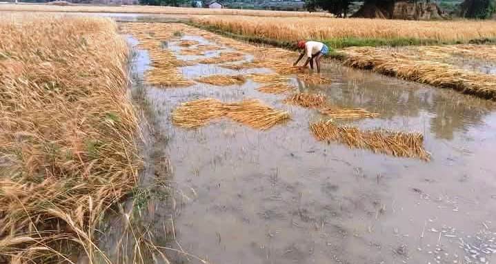 कुदरत ने किसानों के मनसूबे पर ढाया कहर,बारिश से गेहूं की फसल हुआ बर्बाद 3