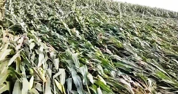असमायिक आंधी व बारिश से दो हजार बीघा मक्के का फसल हुआ बर्बाद, किसानों के सामने भारी संकट 3
