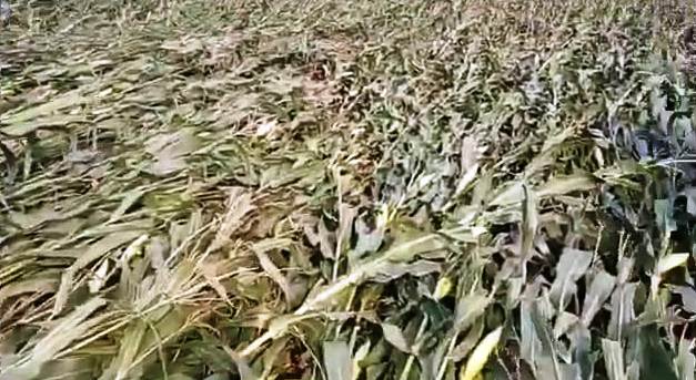 असमायिक आंधी व बारिश से दो हजार बीघा मक्के का फसल हुआ बर्बाद, किसानों के सामने भारी संकट 2