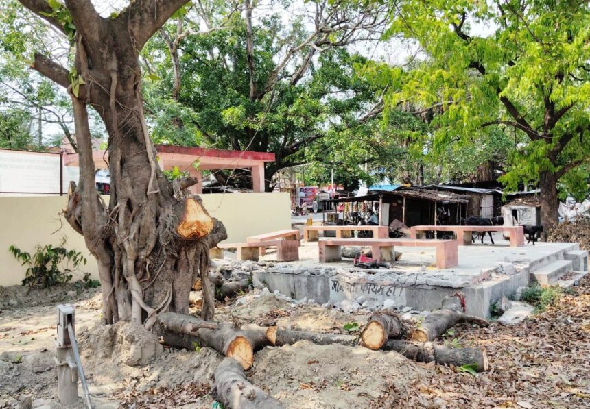 सौंदर्यीकरण के नाम पर हरे पेड़ो की कटाई, प्रशासन बनी मुखदर्शक 1