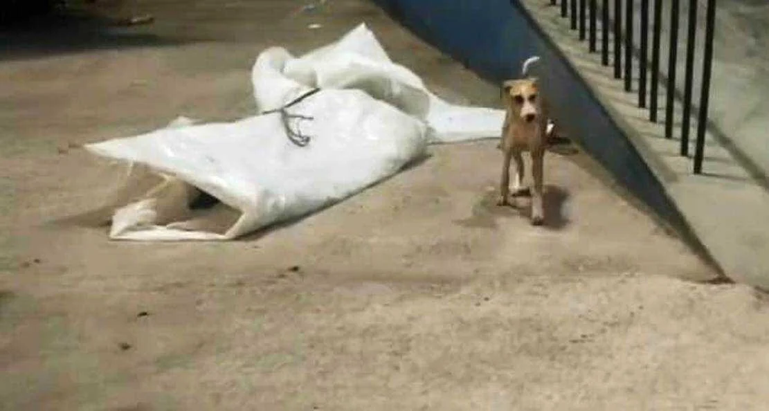 बेगूसराय पुलिस की संवेदनहीनता आई सामने बिना किसी सुरक्षा के पोस्टमार्टम कक्ष के समीप पड़ा रहा दोनों युवक का शव, नोचने को मंडराते रहे कुत्ते 2