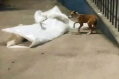 बेगूसराय पुलिस की संवेदनहीनता आई सामने बिना किसी सुरक्षा के पोस्टमार्टम कक्ष के समीप पड़ा रहा दोनों युवक का शव, नोचने को मंडराते रहे कुत्ते 19