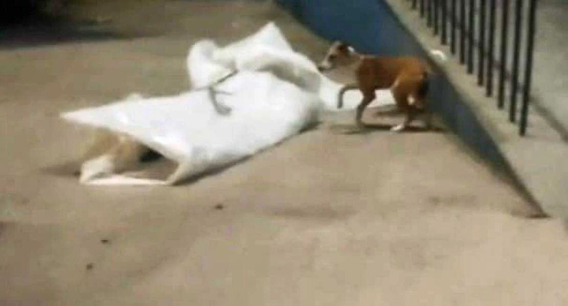 बेगूसराय पुलिस की संवेदनहीनता आई सामने बिना किसी सुरक्षा के पोस्टमार्टम कक्ष के समीप पड़ा रहा दोनों युवक का शव, नोचने को मंडराते रहे कुत्ते 4