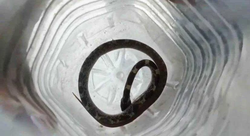 बेगूसराय में सांप काटने पर युवक ने सांप को लेकर पहुंचा अस्पताल, अस्पताल में मची अफरातफरी 2