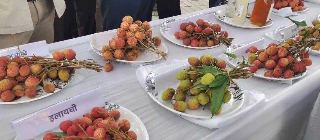 केन्द्रीय कृषि विश्वविद्यालय समस्तीपुर पूसा में लीची उत्सव कार्यक्रम का किया गया आयोजन 2